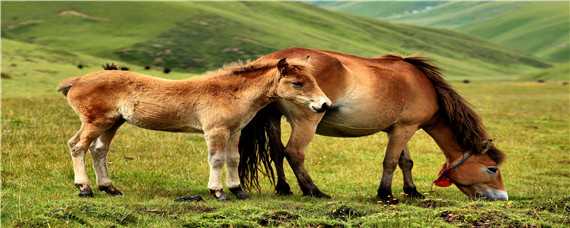 马的自然繁殖方式（马是什么繁殖方式）