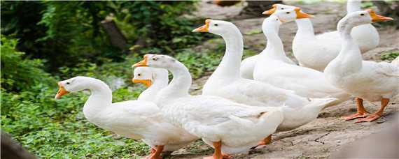 鹅多久才下蛋（狮头鹅多久才下蛋）