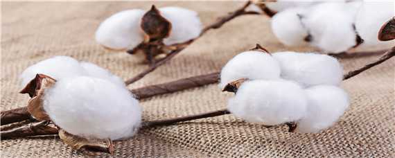 棉花生长的自然条件（棉花生长的自然条件一般考虑哪些）
