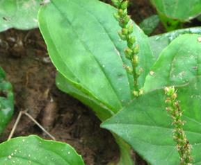 哪些野菜能治癌症 哪些野菜能治癌症与肿瘤视频讲解