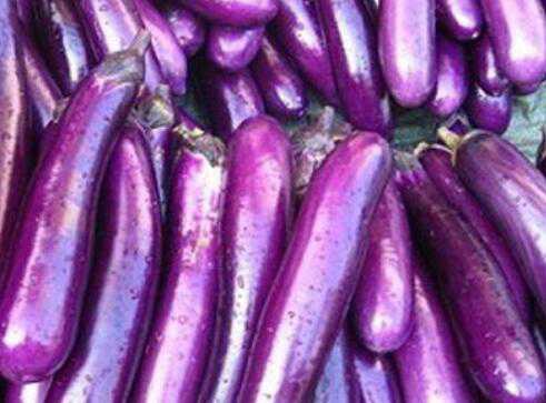 紫茄子的功效与作用 紫茄子的功效与作用价格