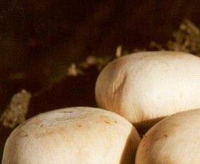 双孢菇的功效和作用 双孢菇的功效和作用