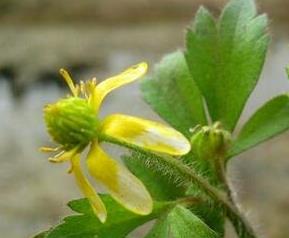 野油菜籽的功效与作用（野油菜籽的药用价值）