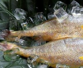 黄鱼的营养价值 黄鱼的营养价值及功效禁忌