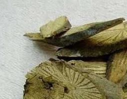 青风藤的功效与作用 海风藤的功效与作用