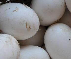 鹅蛋的营养价值（鹅蛋的营养价值及功效和禁忌百度百科）