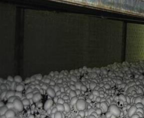 有机双孢菇的功效与作用 有机双孢菇的功效与作用禁忌