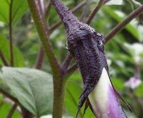 自己种的茄子要用什么方法来防虫 自己种的茄子要用什么方法来防虫害