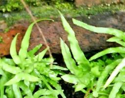 凤尾草的功效与作用 凤尾草的功效与作用禁忌