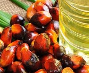 棕榈油的好处 棕榈油的好处有哪些