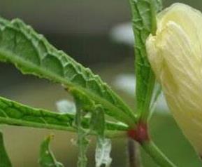 黄秋葵花的功效与作用 黄秋葵花的功效与作用及食用方法