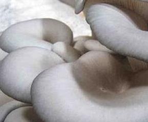蘑菇的养生功效有哪些（蘑菇的养生功效有哪些作用）