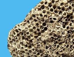 露蜂房的功效与作用 露蜂房的功效与作用的功能与主治