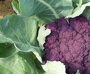 紫色花椰菜的营养价值（紫色花椰菜的营养功效）