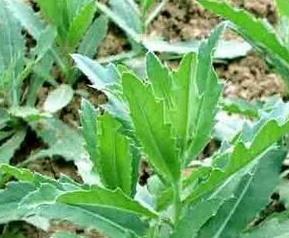 刺儿菜的营养价值与功效 刺儿菜的营养价值与功效作用