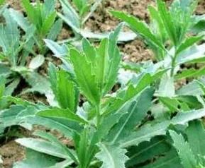 刺儿菜的功效与作用及药用价值 刺儿菜的药用价值和功效