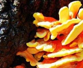 树蘑菇的功效和作用 树蘑菇的功效和作用图片