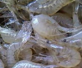 淡水小虾的营养价值 淡水虾有什么营养价值