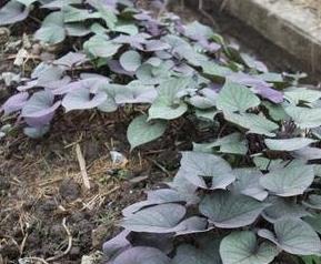 紫色红薯叶的功效和作用 紫色红薯叶的功效和作用是什么