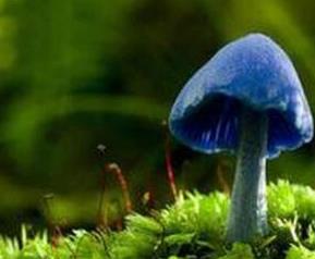 天蓝蘑菇的功效和作用 天蓝蘑菇的功效和作用禁忌
