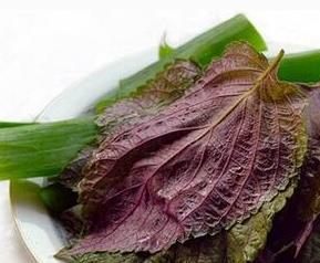 紫苏子叶的功效与作用及食用方法 紫苏叶子的功效和用法