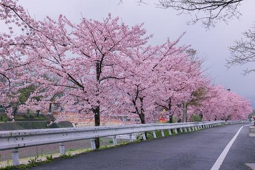 樱花树种植技术 樱花树如何种植技术
