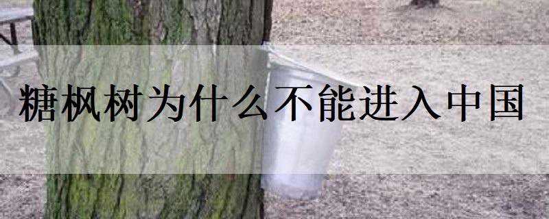 糖枫树为什么不能进入中国（糖枫树为什么不能进入中国境内）