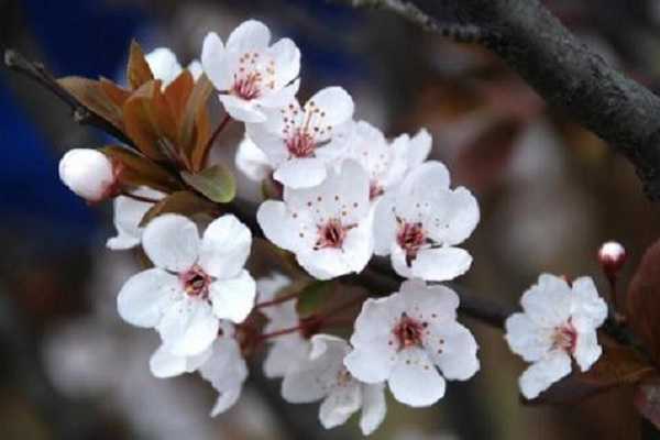樱花什么季节开 盛开时间是几月份