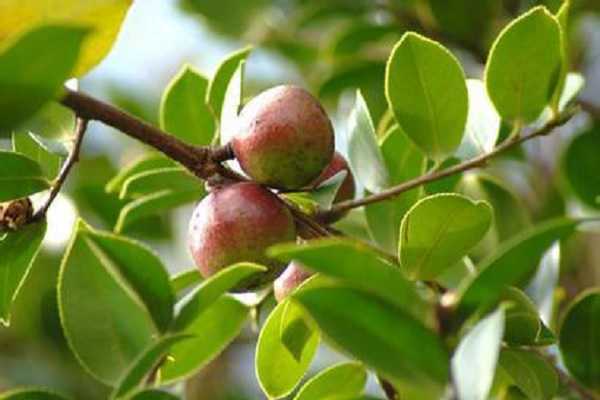 油茶树可以施复合肥吗，使用方法有哪些