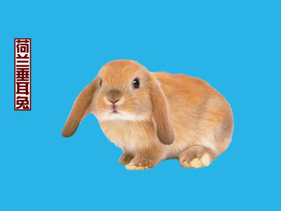 荷兰垂耳兔多少钱一只 荷兰垂耳兔多少钱一只幼崽