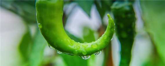 辣椒的种植需要什么肥料 种植辣椒用什么肥料