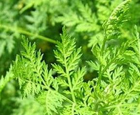 青蒿如何做好吃（青蒿如何做好吃又简单）