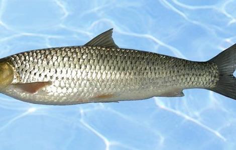 赤眼鳟鱼商品成鱼养殖技术 赤眼鳟的养殖技术