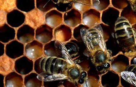 春天蜜蜂的繁殖技术（春天蜜蜂的繁殖技术有哪些）