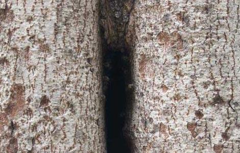 如何捕捉树洞里的野生蜜蜂（怎样捕捉树洞里的野生蜜蜂）