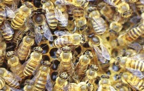 中华蜜蜂养殖