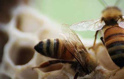 蜜蜂养殖技术（蜜蜂养殖技术书籍）