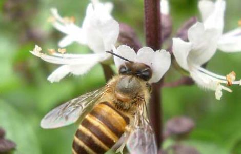 蜜蜂蜂群春季管理方案