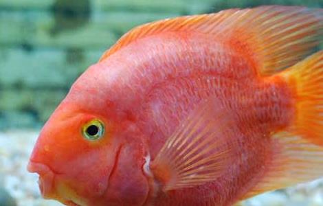 鹦鹉鱼水温多少度合适 鹦鹉鱼水温多少度合适养