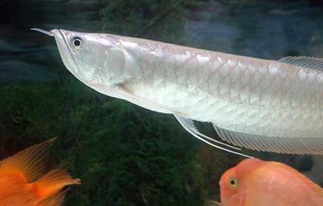 银龙鱼的寿命有多长 银龙鱼最长能活多少年