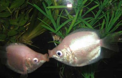 接吻鱼怎么分公母 接吻鱼分公母示例图