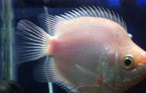 接吻鱼和什么鱼混养 接吻鱼跟什么鱼混养