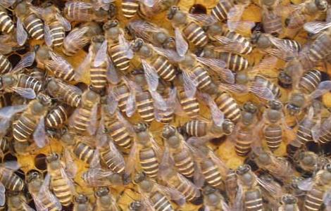 蜜蜂黑蜂病防治方法 蜜蜂黑蜂病防治方法视频