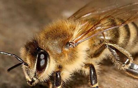 蜜蜂白垩病防治方法（蜜蜂白垩病防治方法视频）