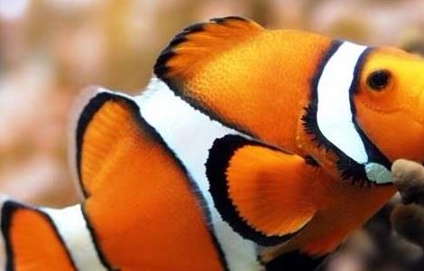 小丑鱼好养吗 小丑鱼好养吗有毒吗