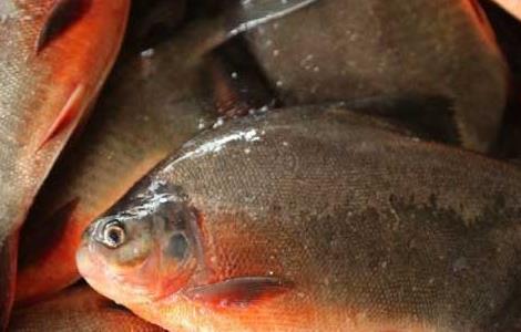 红鲳鱼养殖技术 红鲳鱼养殖技术与管理
