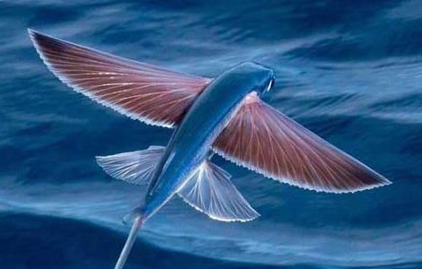 飞鱼为什么会飞 飞鱼为什么会飞的解说视频