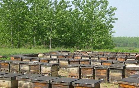 蜜蜂的养殖技术 蜜蜂的养殖技术论文