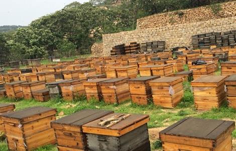 农村土蜜蜂养殖技术（农村土蜜蜂养殖技术与管理）