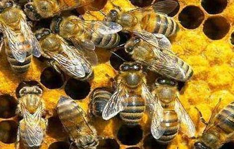 蜜蜂什么时候繁殖速度快（蜜蜂什么时候繁殖速度快些）